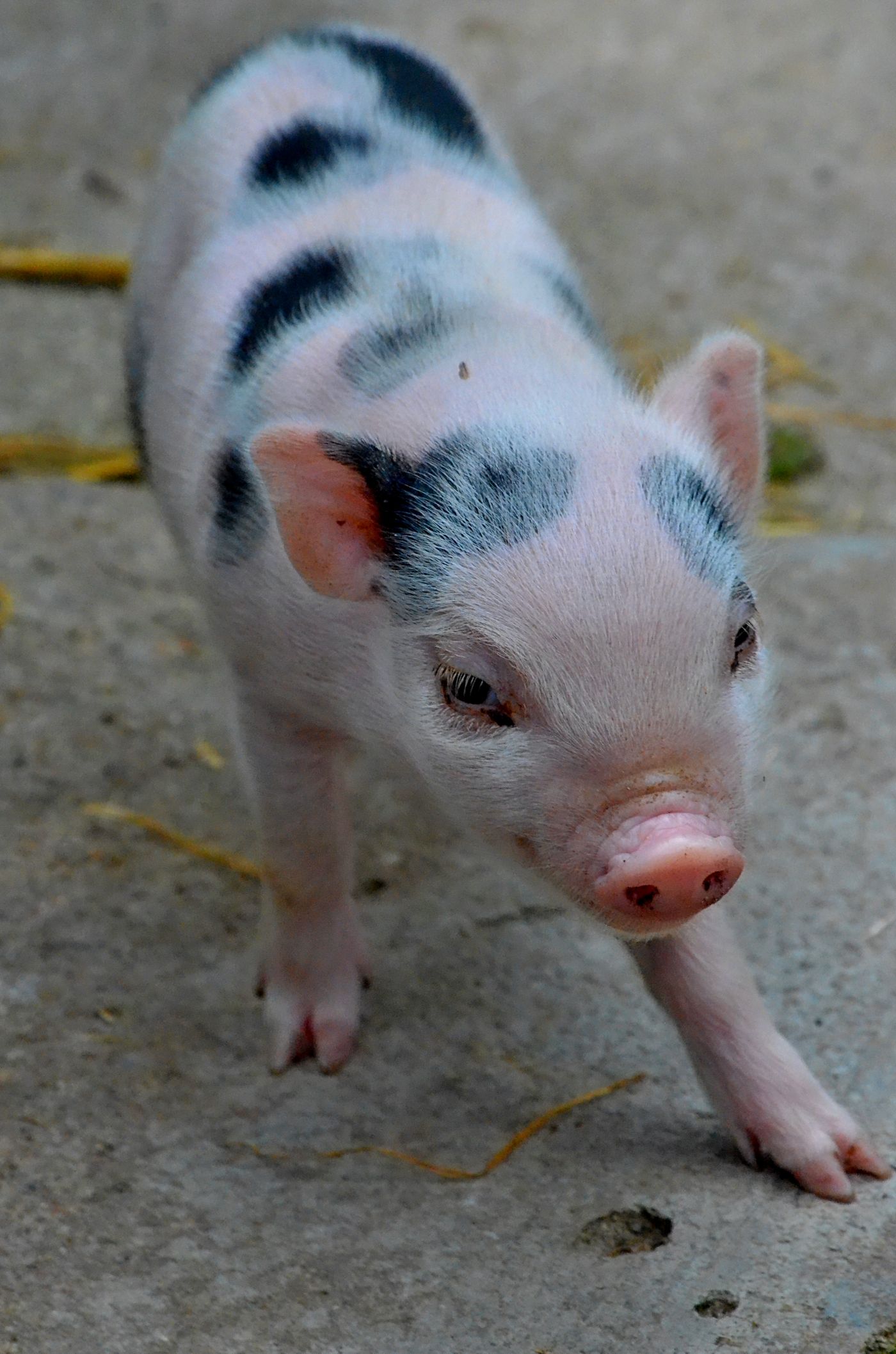 小さなブタ